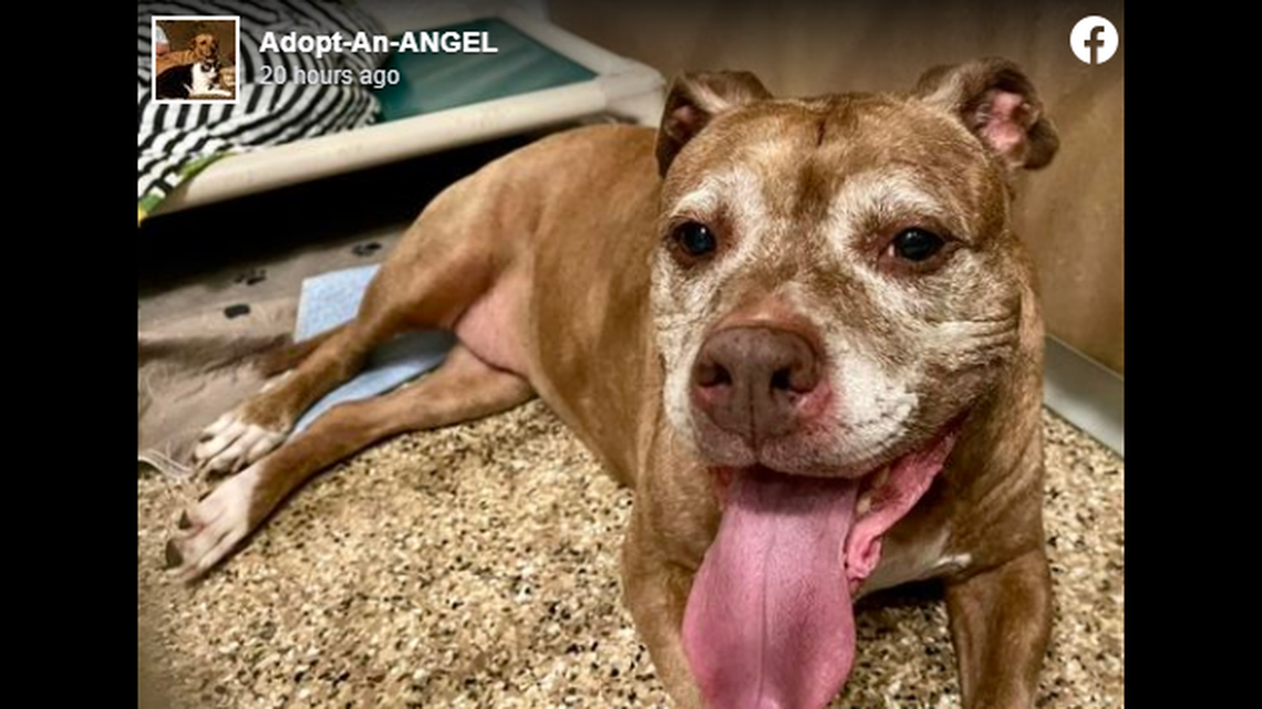 Cupcake has been described as a “sweet and friendly” pup.