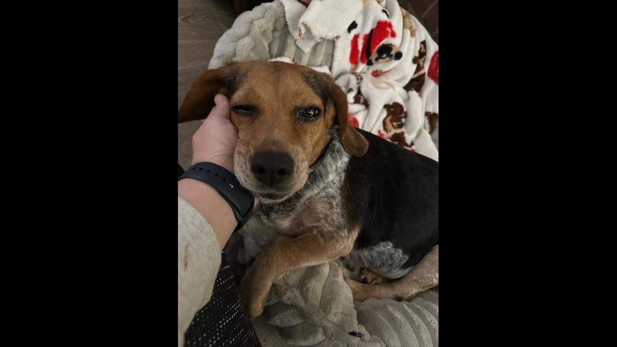 A dog rescued from the snow will need a new home, a North Carolina rescue said.