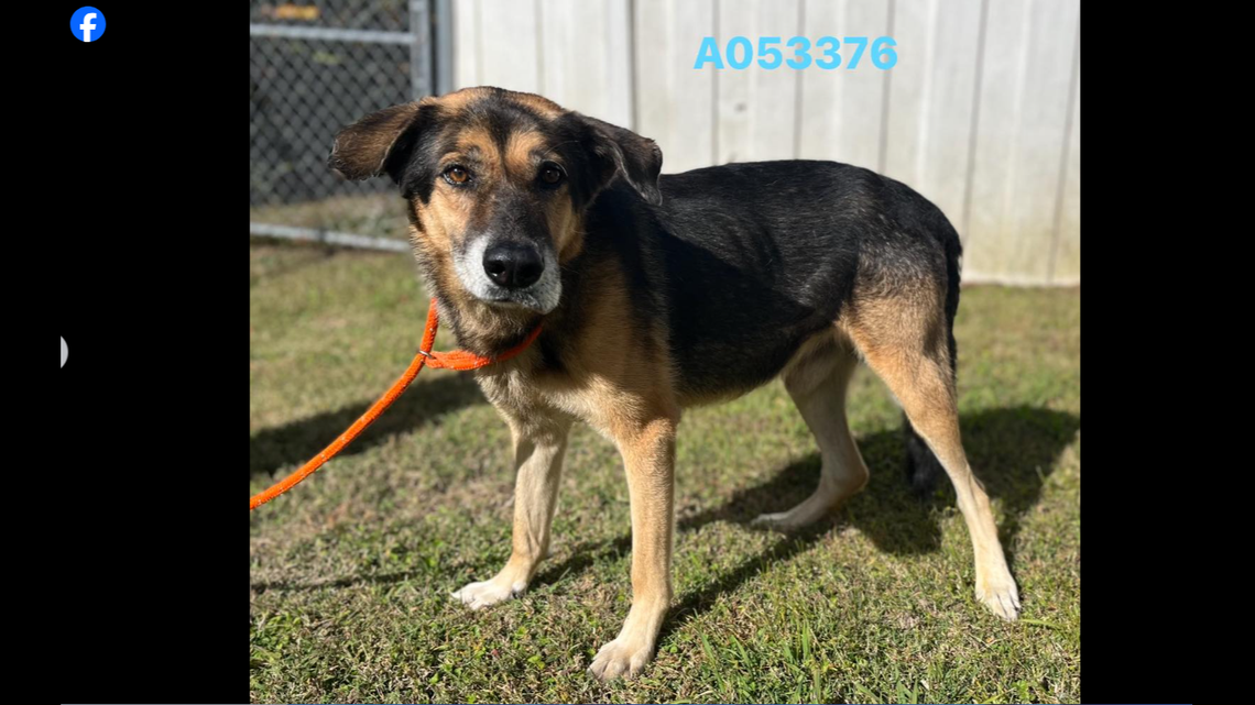 Joe the dog is on the path toward getting a new home after a North Carolina shelter shared a heartbreaking Facebook post.