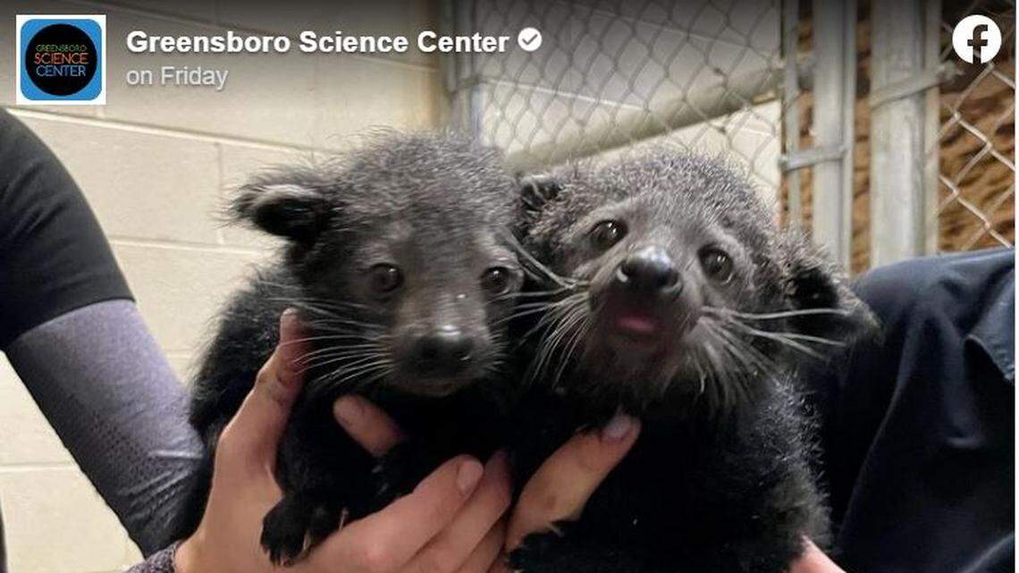 Two baby binturongs were born at the Greensboro Science Center in North Carolina. Now they have names.