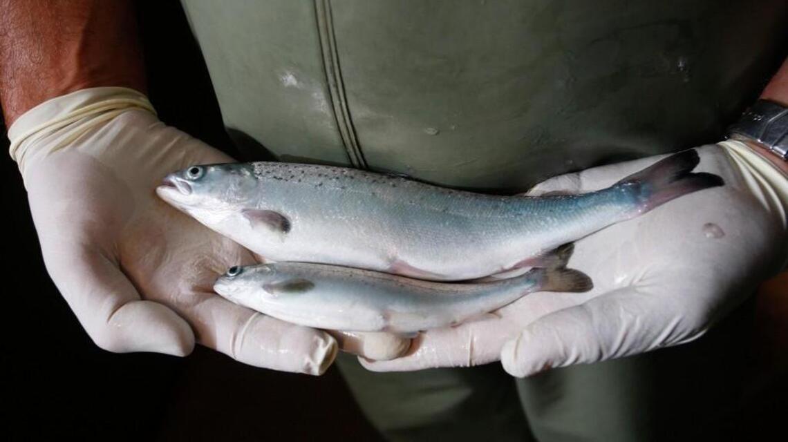Bad salmon? Summon help, soon