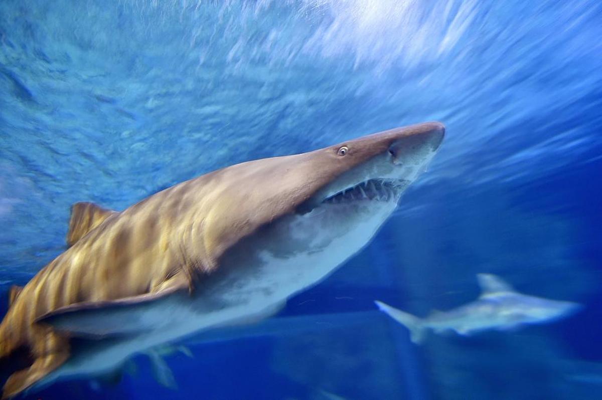 Bull sharks are likely responsible for most of the bites at North Carolina beaches.