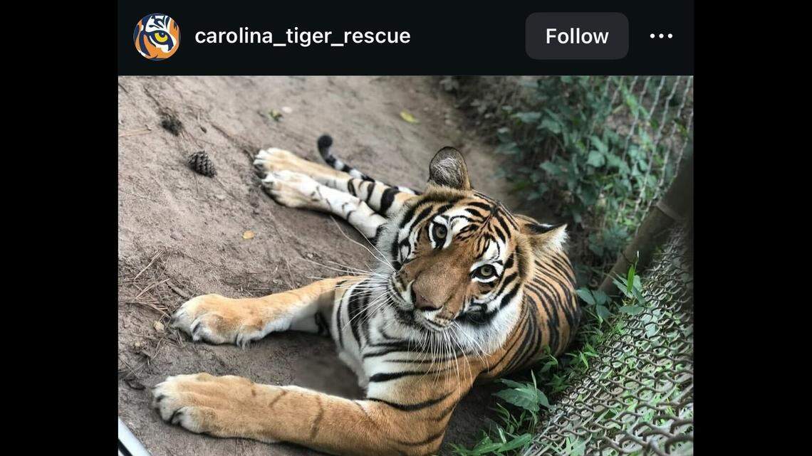 A “spirited” tiger named Tasha died, the North Carolina rescue said.