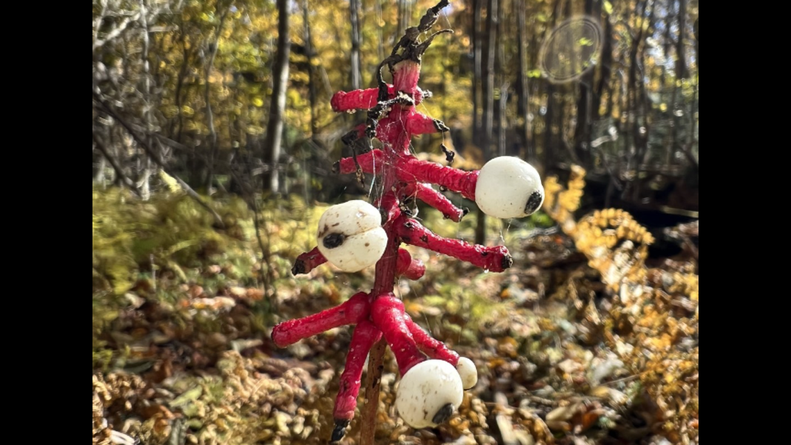 The National Parks Service shared a photo of the “creepy” plant, which was spotted at Shenandoah National Park in Virginia.