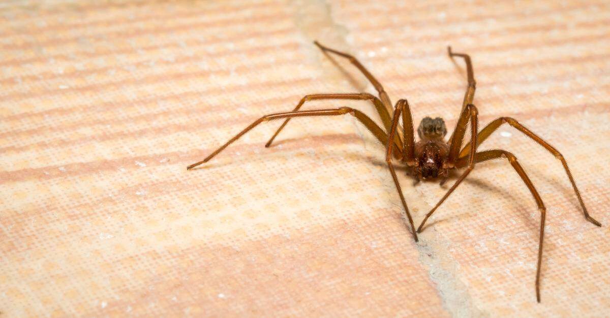 A brown recluse spider.