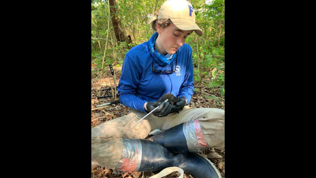 Wildlife researchers in eastern North Carolina evaluated a litter of eight newborn red wolves, a successful step toward conservation of the highly endangered species.