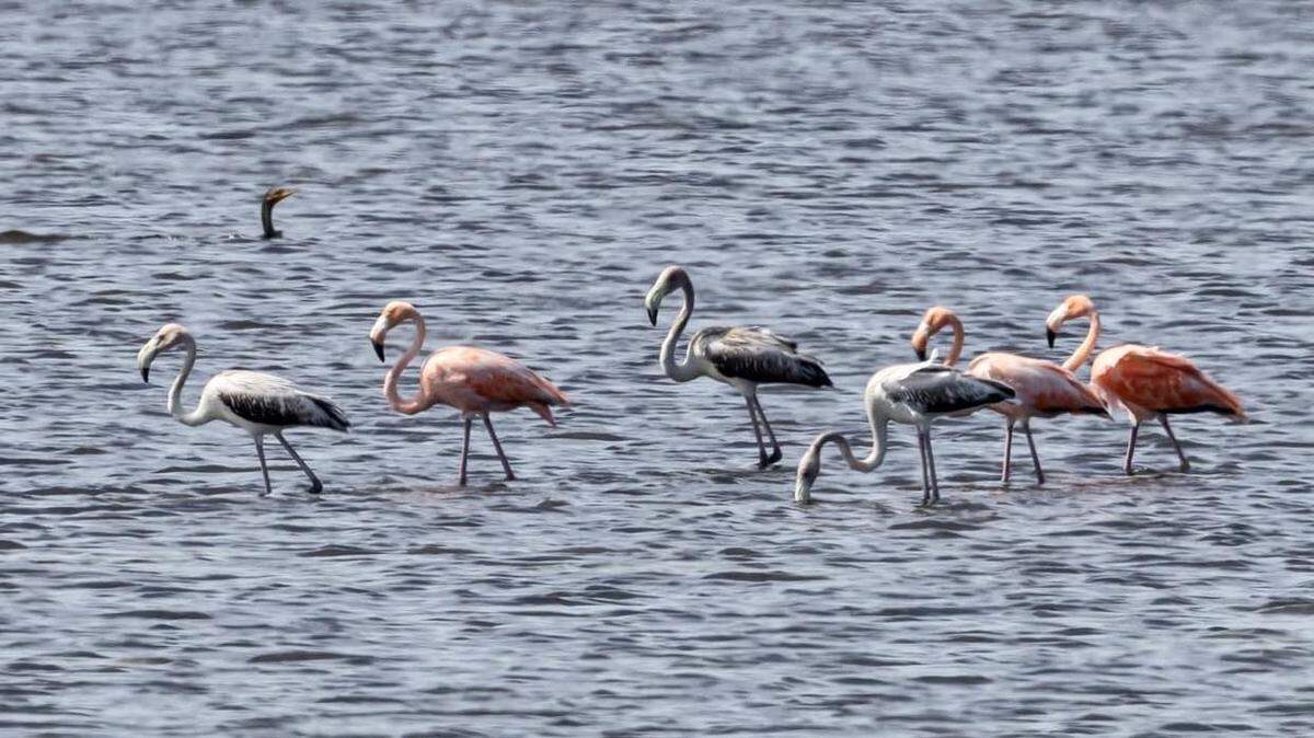 Jeff Lewis watched the group about three hours and “probably took close to 70 photos.” He also used his cell phone to spread news of the sighting to other birders.
