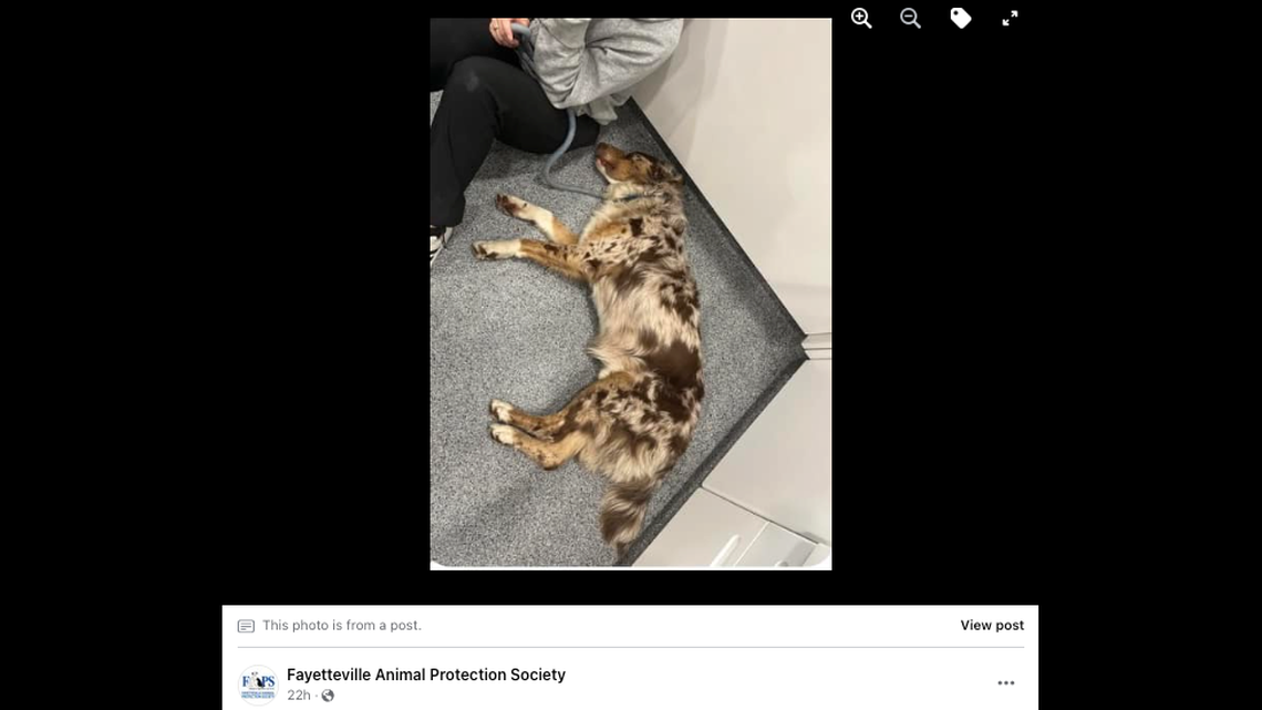 A North Carolina shelter said Hunter the dog would be able to get surgery after receiving a flood of support.