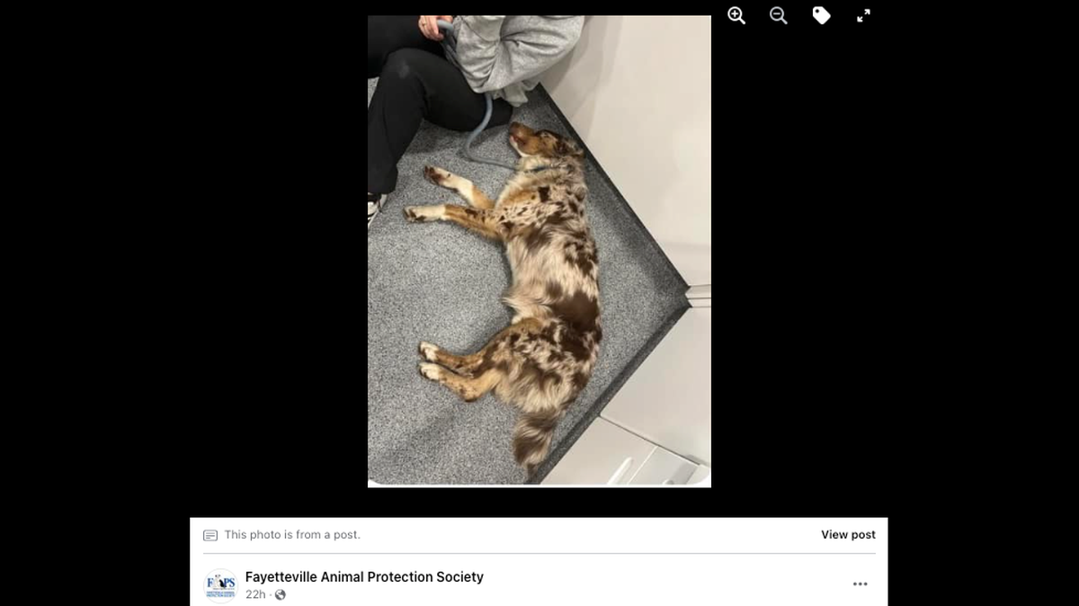 A North Carolina shelter said Hunter the dog would be able to get surgery after receiving a flood of support.