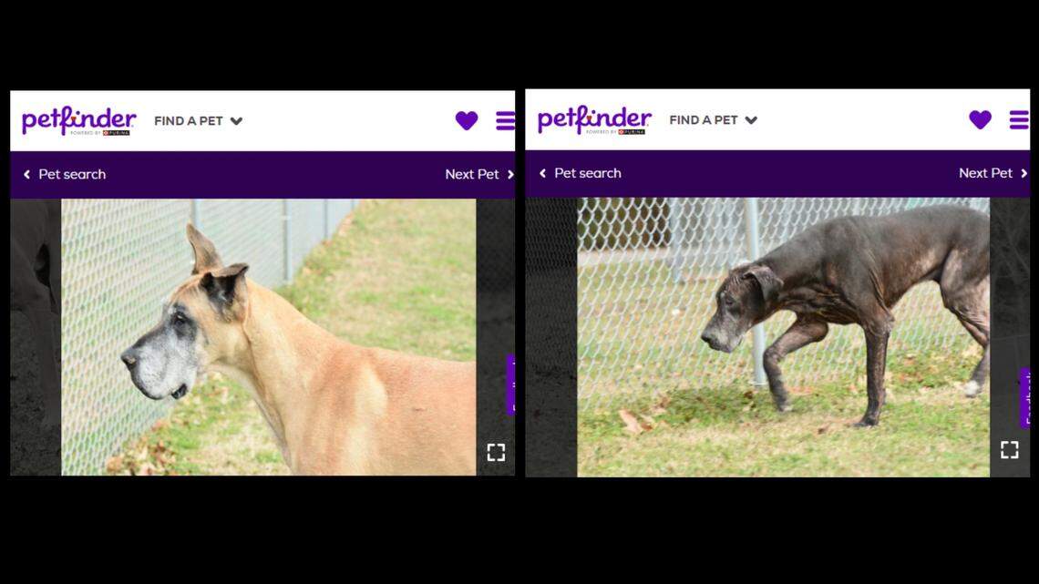 Both dogs are playful even though they are seniors, a North Carolina animal shelter said.