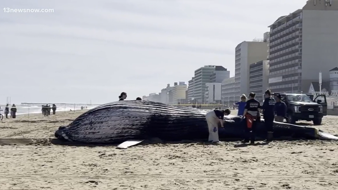 A juvenile humpback whale washed up dead in Virginia Beach, marking the first of two deceased whales to make landfall on the Virginia coast in two days.