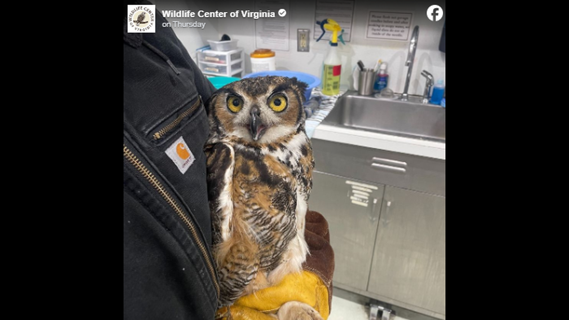 The owl’s long healing journey was due to its need to completely regrow its feathers so it could silently fly again, Virginia rescuers said.