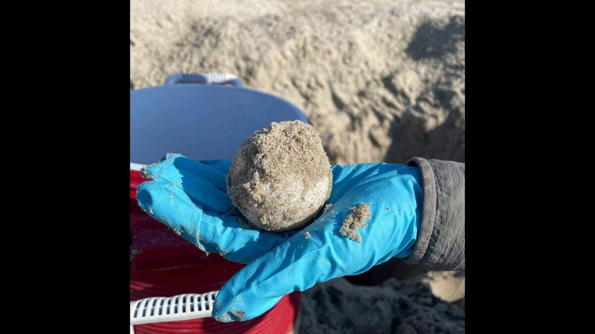 Two leatherback turtle nests were found on Cape Hatteras National Seashore in one season for the first time in over 20 years, the North Carolina park said.