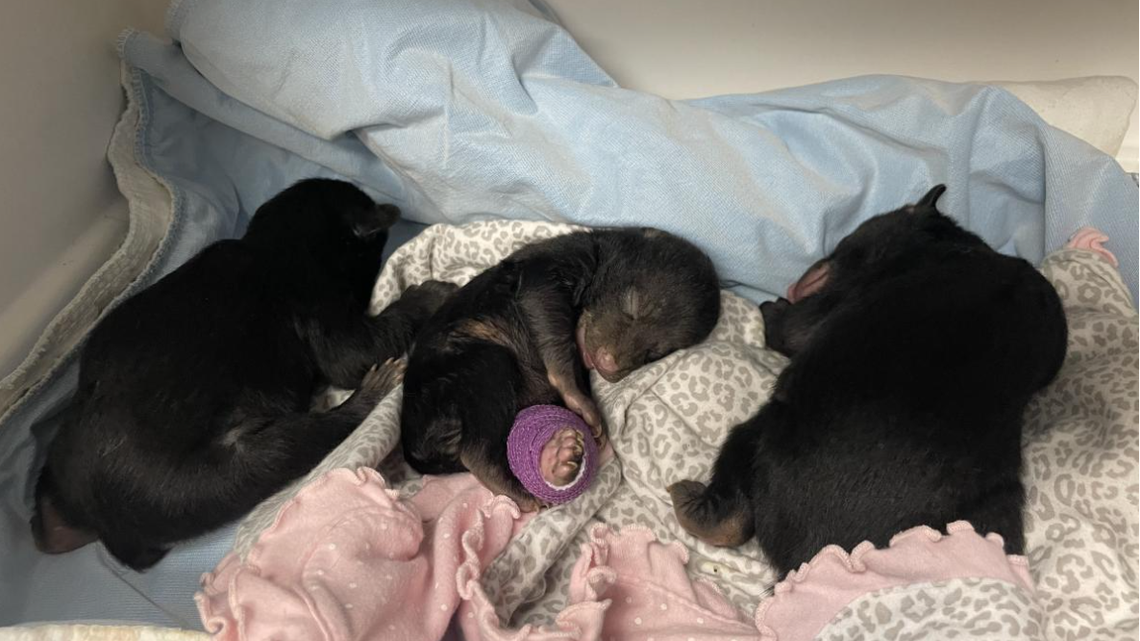 23 human-wildlife encounters ranging from heartwarming to hazardous