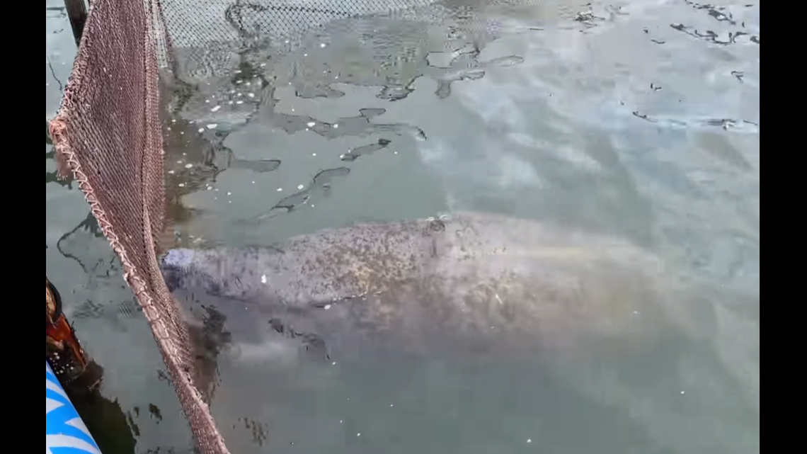 A manatee got trapped in a pound net off the coast of Virginia near Windmill Point, according to marine police. An officer and the owner of the fishing net freed the manatee, which was unharmed.