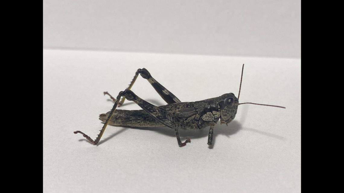 Appalachia hebardi, listed as possibly extinct, has been officially documented in western Virginia for the first time in nearly 80 years.