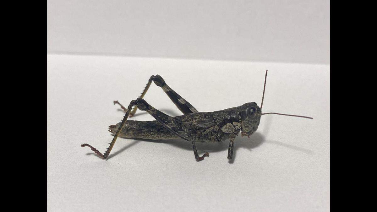 Appalachia hebardi, listed as possibly extinct, has been officially documented in western Virginia for the first time in nearly 80 years.