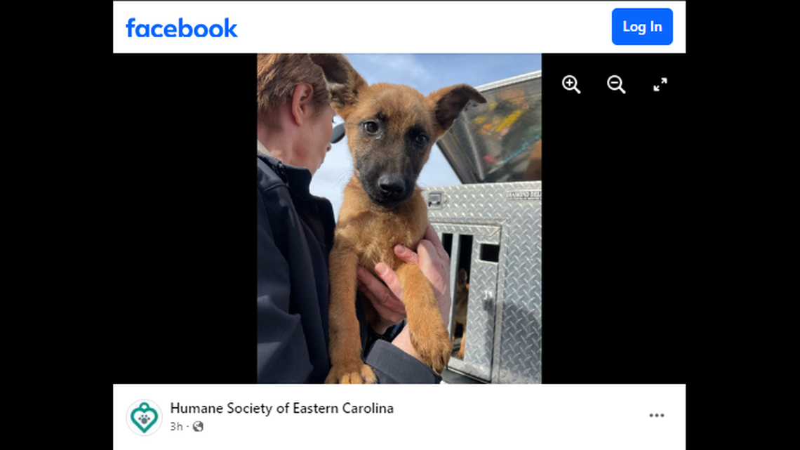 The puppies were all in “rough shape” when they were surrendered, a North Carolina animal shelter said.