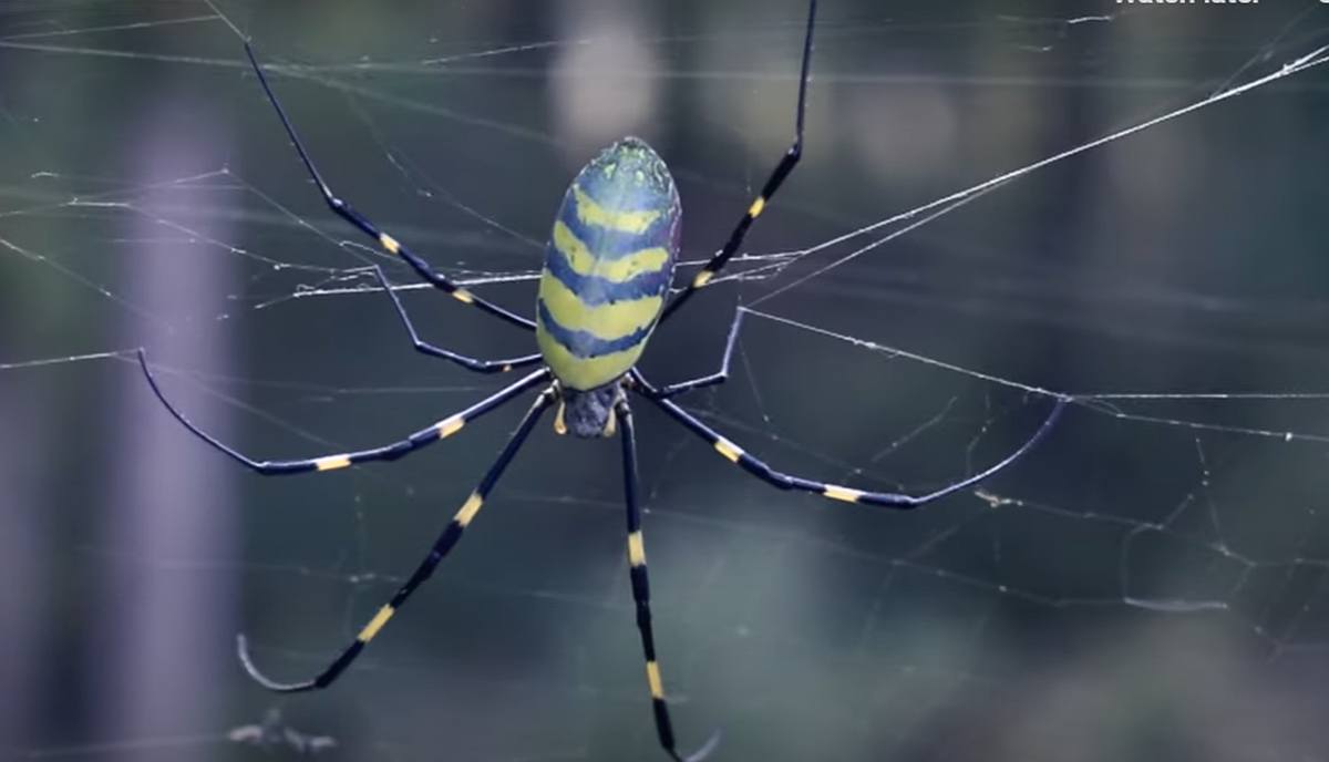 Joro spiders, which are native to Asia, have arrived in North Carolina early this year, according to Kelly Oten, an NC State Extension specialist for forest health.&nbsp;
