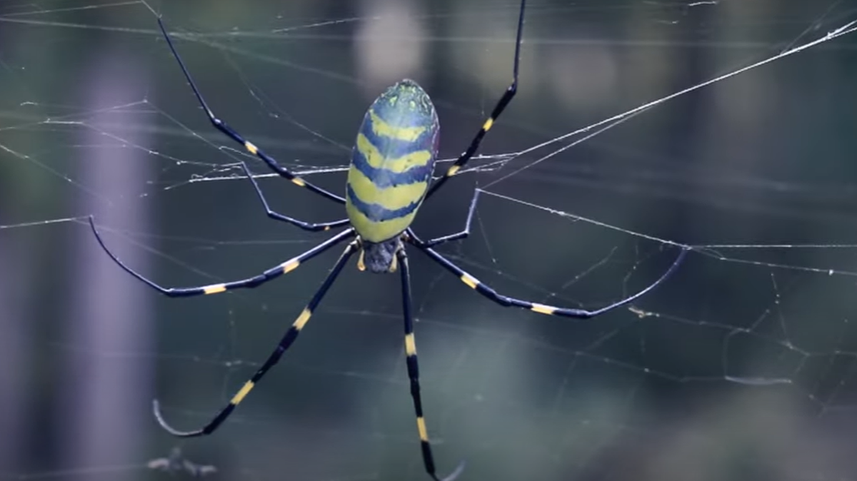 Joro spiders, which are native to Asia, have arrived in North Carolina early this year, according to Kelly Oten, an NC State Extension specialist for forest health. 