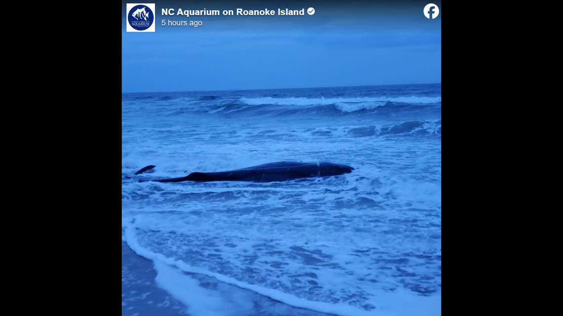 A young sperm whale washed up on an Outer Banks beach the morning of Dec. 27, but rescuers couldn’t save it.