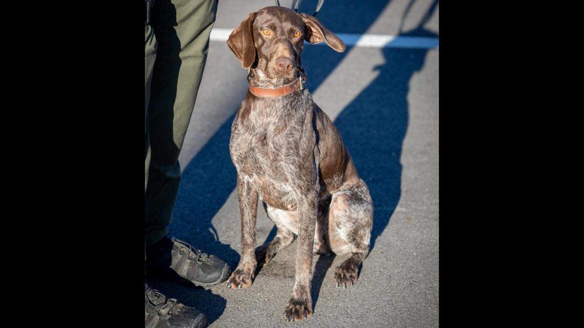 A K9 team was called in to help locate a missing juvenile on Christmas, Virginia deputies said. The dog was able to find the child.