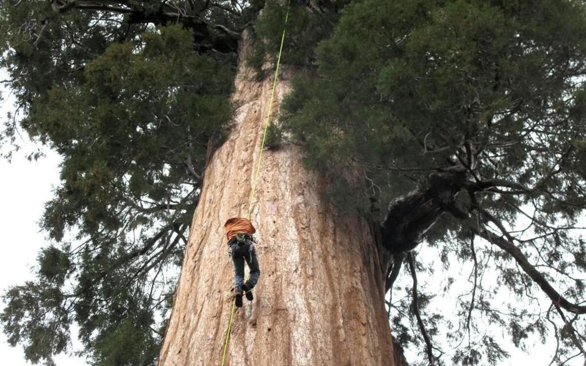 In this May 23 photo, arborist Jim Clark inches up a giant sequoia to collect new growth from its canopy in the southern Sierra Nevada near Camp Nelson, Calif.