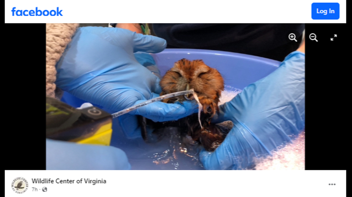The owl had to undergo a special type of therapy to remove lead from its blood, according to Virginia rescuers.