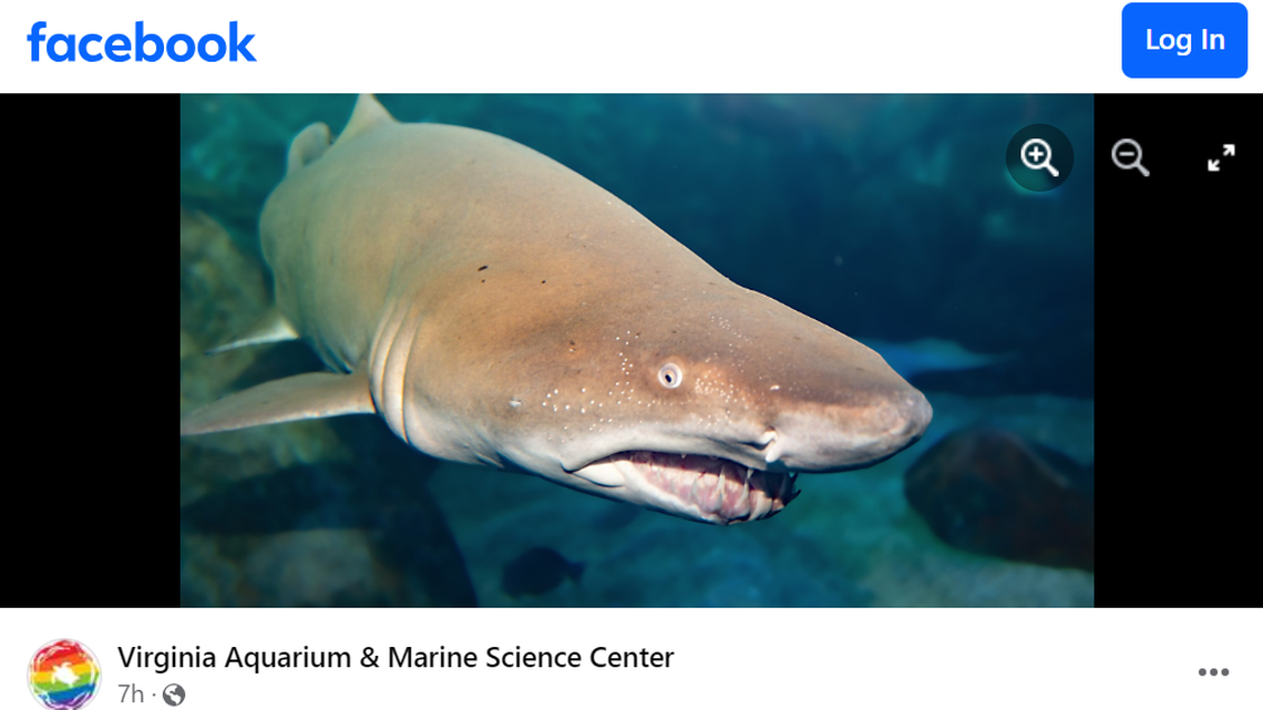 A sand tiger shark named Single Notch was euthanized at the Virginia aquarium after she was found unresponsive, staff said.
