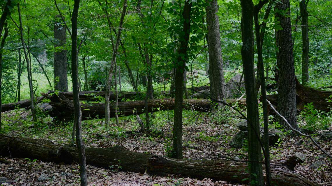 A Virginia zoologist caught a small, flightless grasshopper that hadn’t been officially documented since 1946.