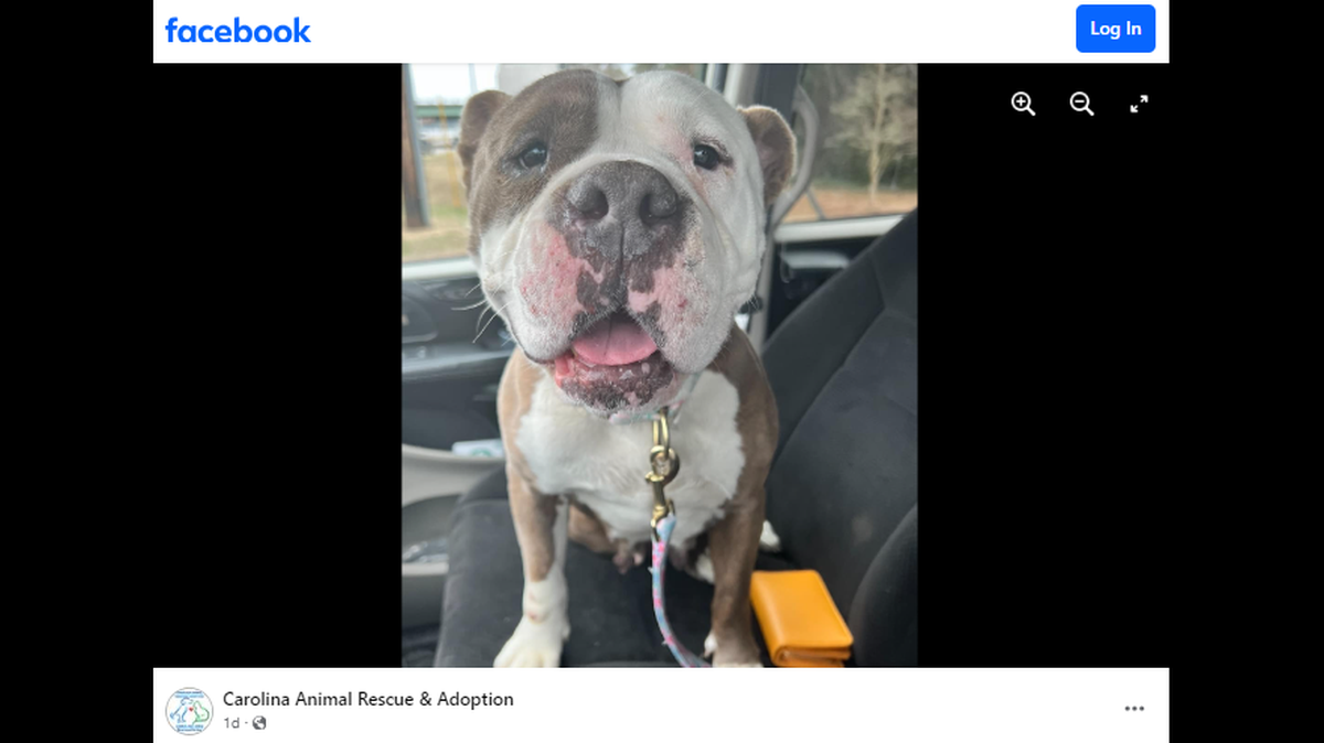 The pup, who is estimated to be about 3 years old, has a very “sweet demeanor,” the North Carolina shelter said.