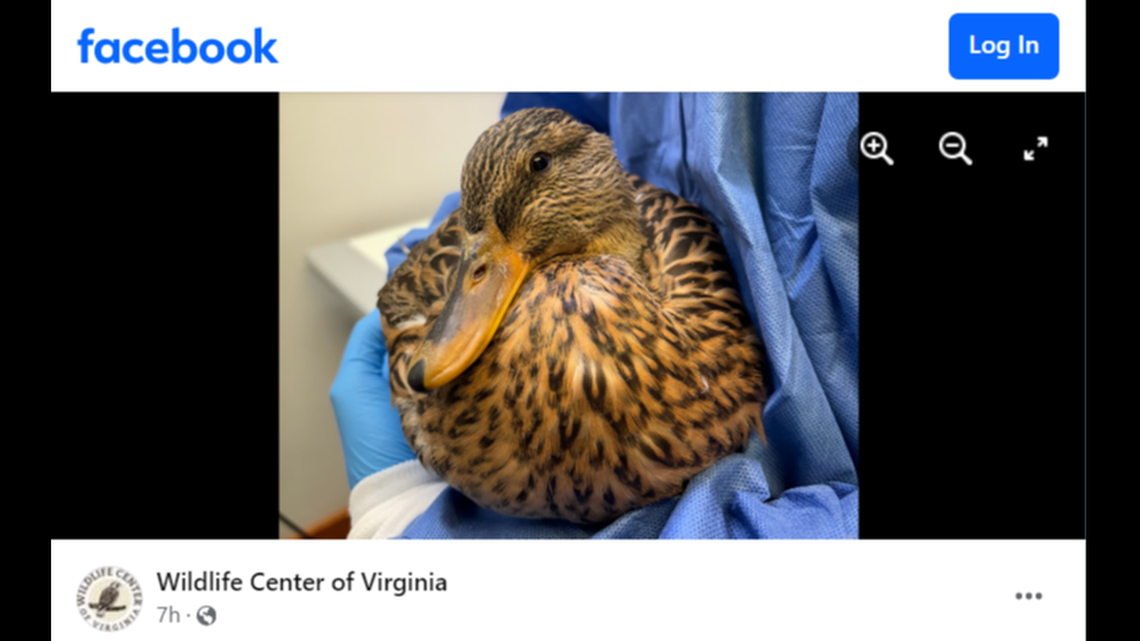 The mallard duck had to spend a night in his rescuer’s bathtub before she could take it in to rehabilitators, a Virginia wildlife center said.