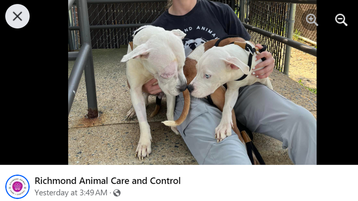 A bonded pair of dogs is up for adoption in Virginia after they were left in a crate in a car, a shelter said.