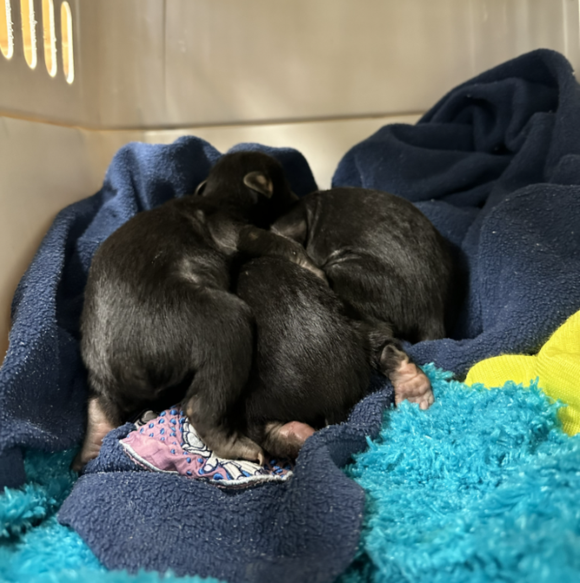 One of the baby bears had a severe leg injury upon being found, Virginia wildlife rescuers said.