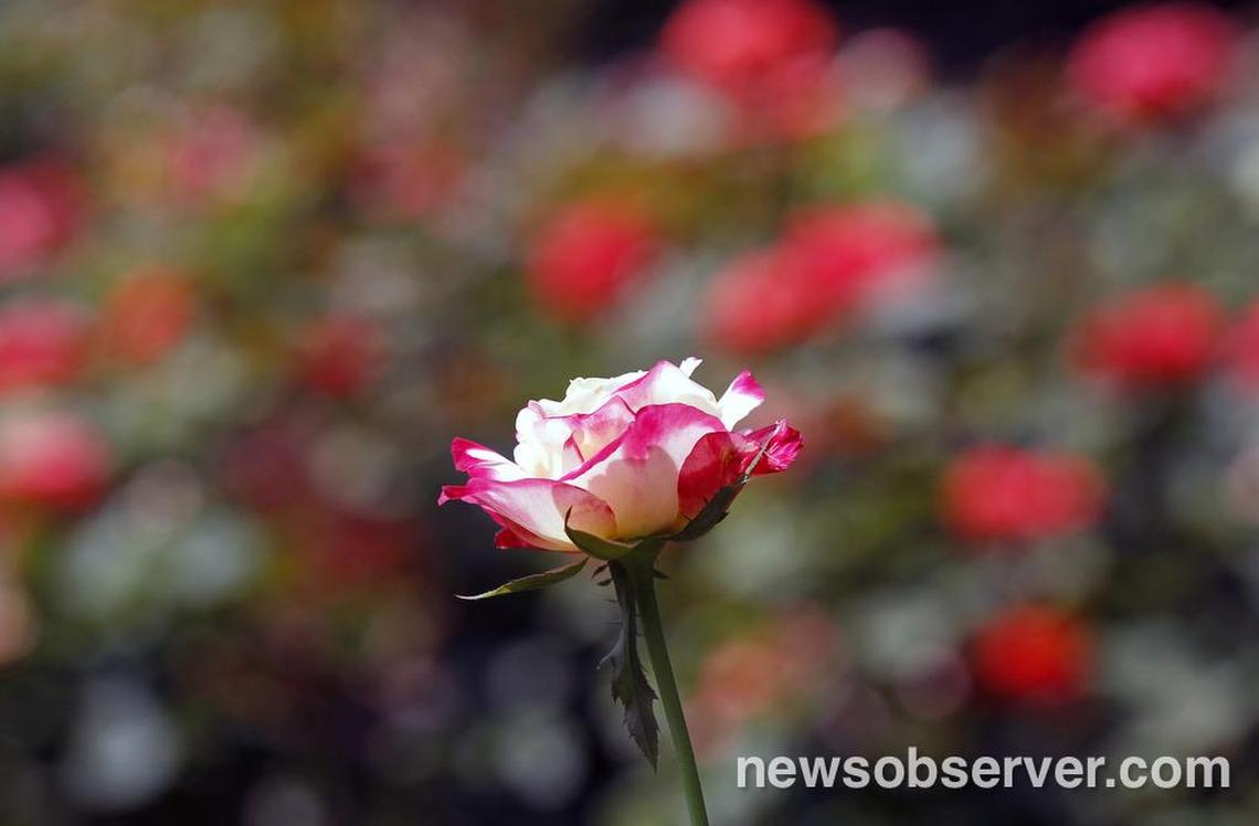 A pretty multi-colored rose blooms at the Raleigh Rose Garden on July 30, 2015. The Raleigh Rose Garden is located on a piece of property that it shares with Raleigh Little Theater a few blocks north of the main N.C. State campus in the western side of Raleigh. Many couples have courted, picnicked and been married at these gardens over the decades.