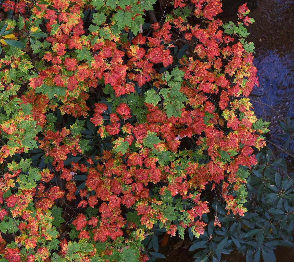 Brightly colored leaves hang over Goshen Creek along the Blue Ridge Parkway in North Carolina Tuesday, October 17, 2016.
