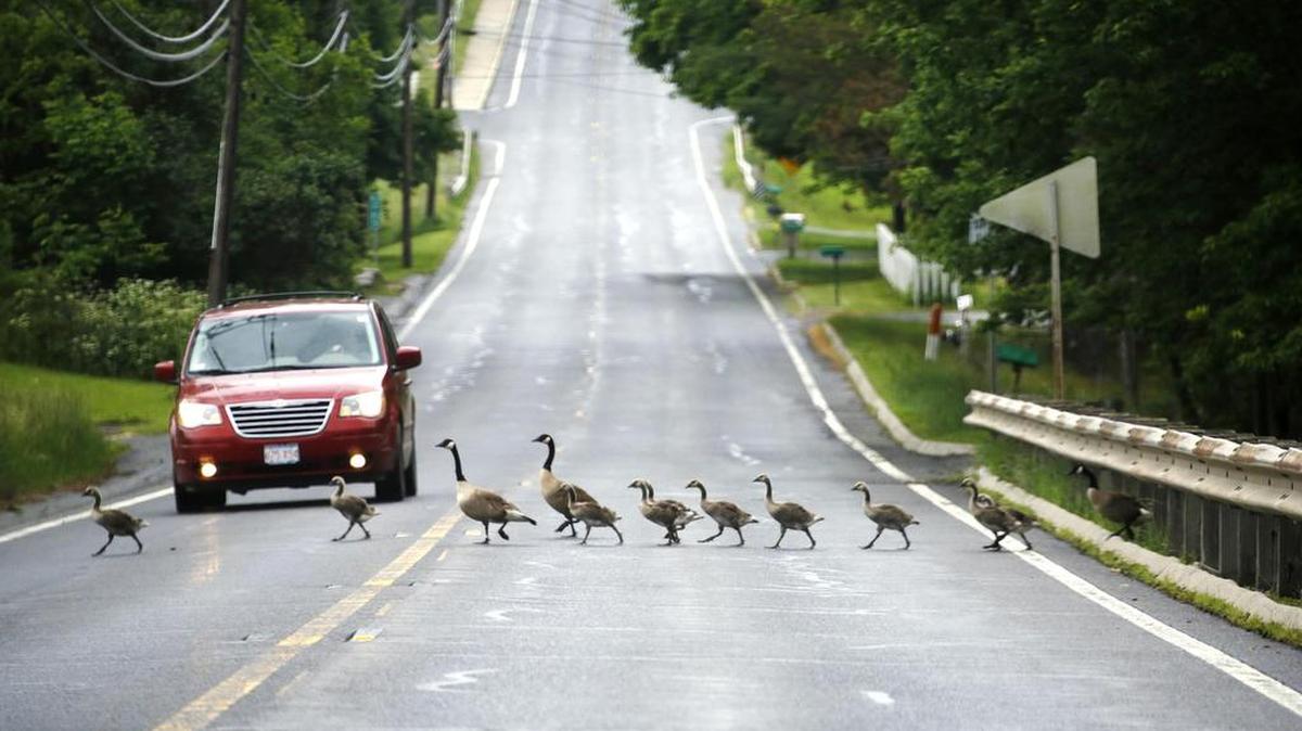 Multiple large families of Canada geese boldly cross Route 41 in Richmond, Mass., Wednesday, June 8, 2016.