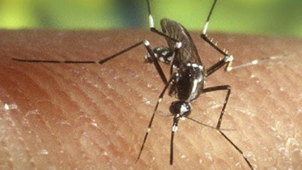 
The Asian tiger mosquito (Aedes albopictus) is “the most prevalent species across the state, particularly in large urban areas,” according to Michael Waldvogel of N.C. State. 
