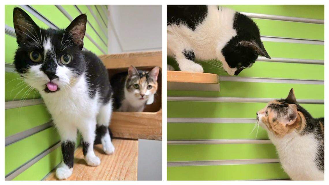 Two North Carolina cats have a close relationship, and a shelter doesn’t want them separated.
