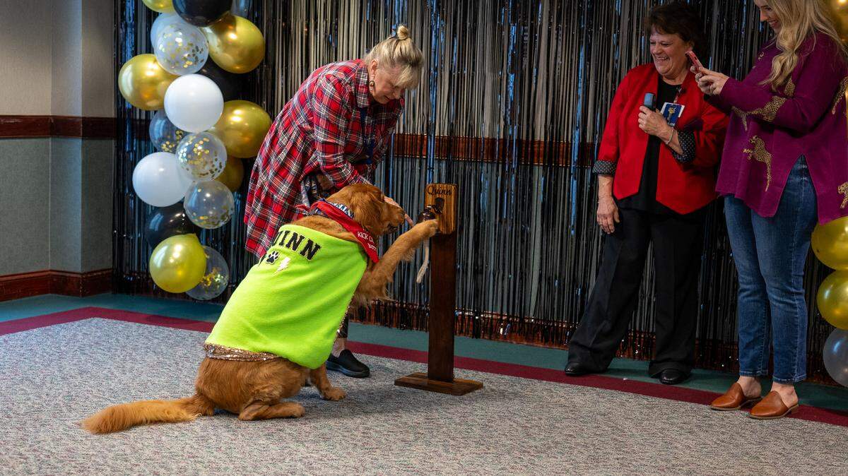 Quinn the golden retriever had a big celebration after he finished cancer treatments.