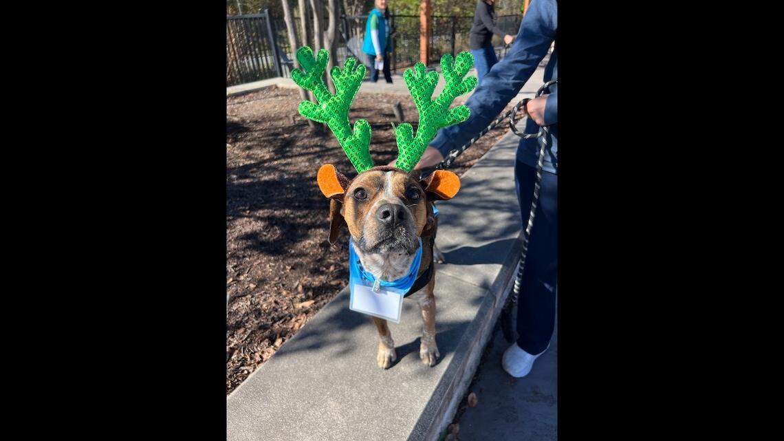 A “sweet” dog with a love for cuddling is up for adoption.