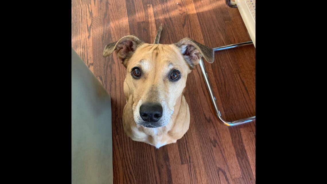 Abby the “sweet” dog is up for adoption in North Carolina.