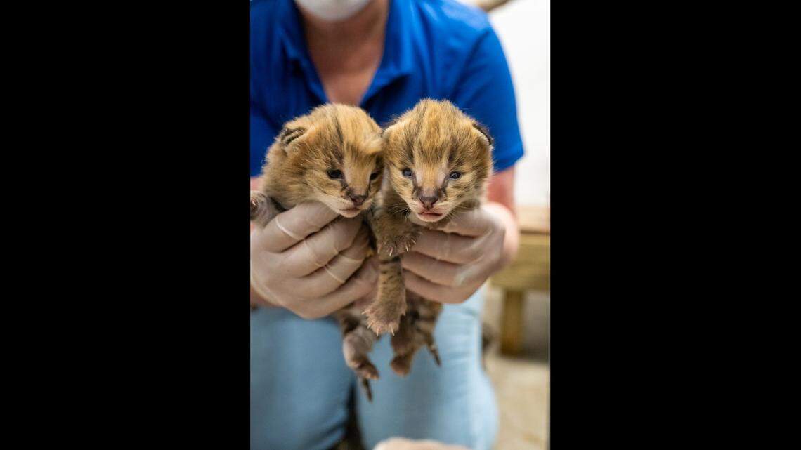 Two adorable kittens — a brother and a sister — were born at a North Carolina zoo.