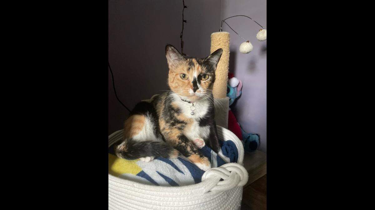 A North Carolina cat is still up for adoption after her four kittens got homes.
