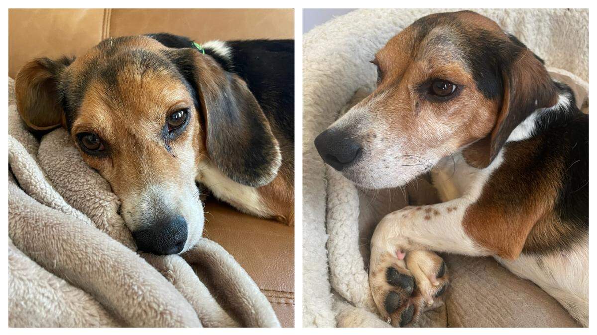 A “shy” dog will soon go up for adoption in North Carolina.