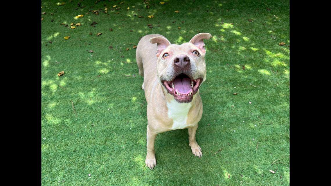 Champagne the dog has a lot to celebrate after her emotional adoption in North Carolina.