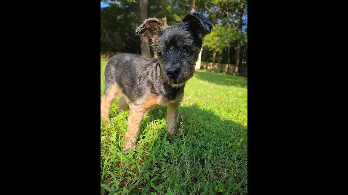 Denim the dog is back with his family after he was found as a stray in North Carolina.