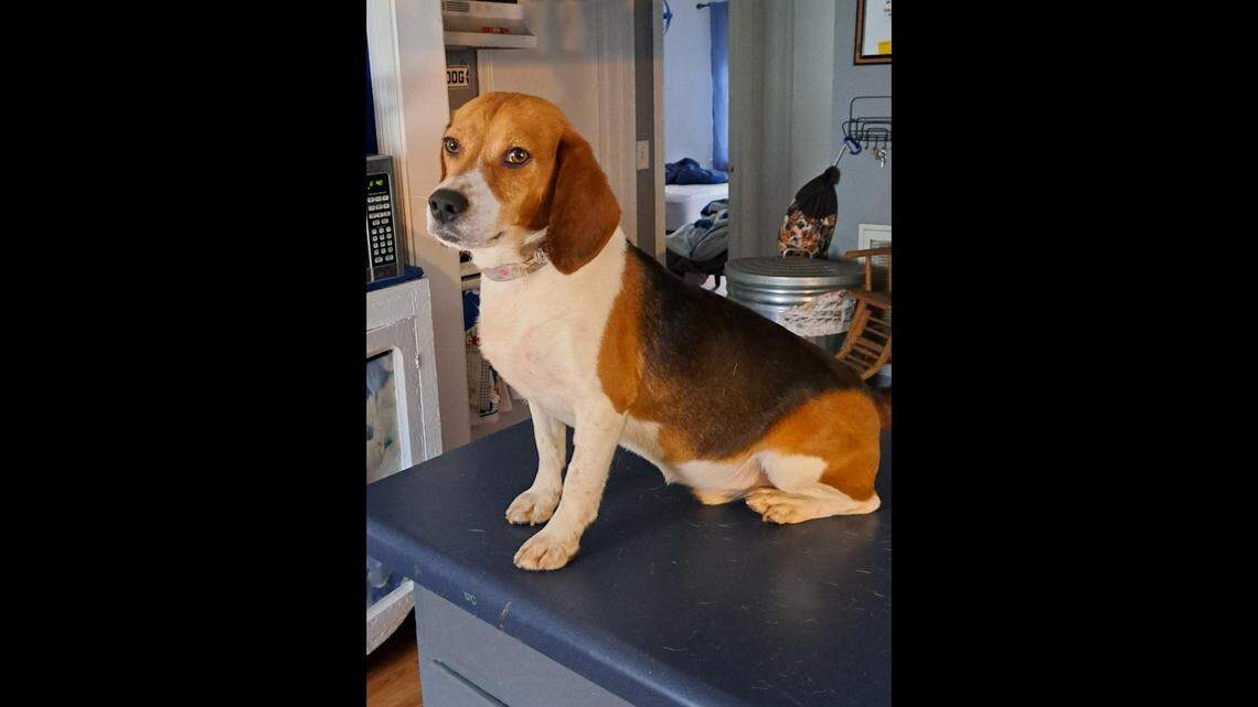 A dog found with several health issues is on the mend and available for adoption in North Carolina.