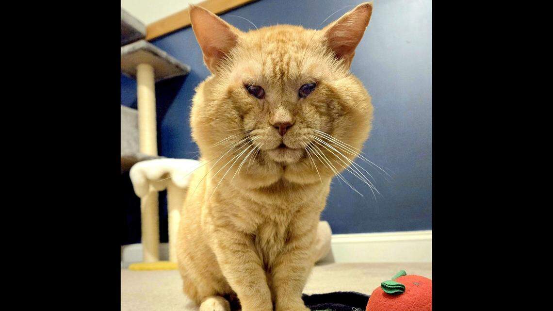 An affection-loving cat with big cheeks is up for adoption in North Carolina.