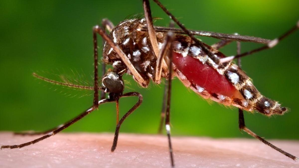 A female Aedes aegypti mosquito has long been thought to be the primary way the Zika virus is spread. But 12 cases in the United States are now thought to have been spread by sexual contact, making unprotected sex the primary means of transmission in the U.S.